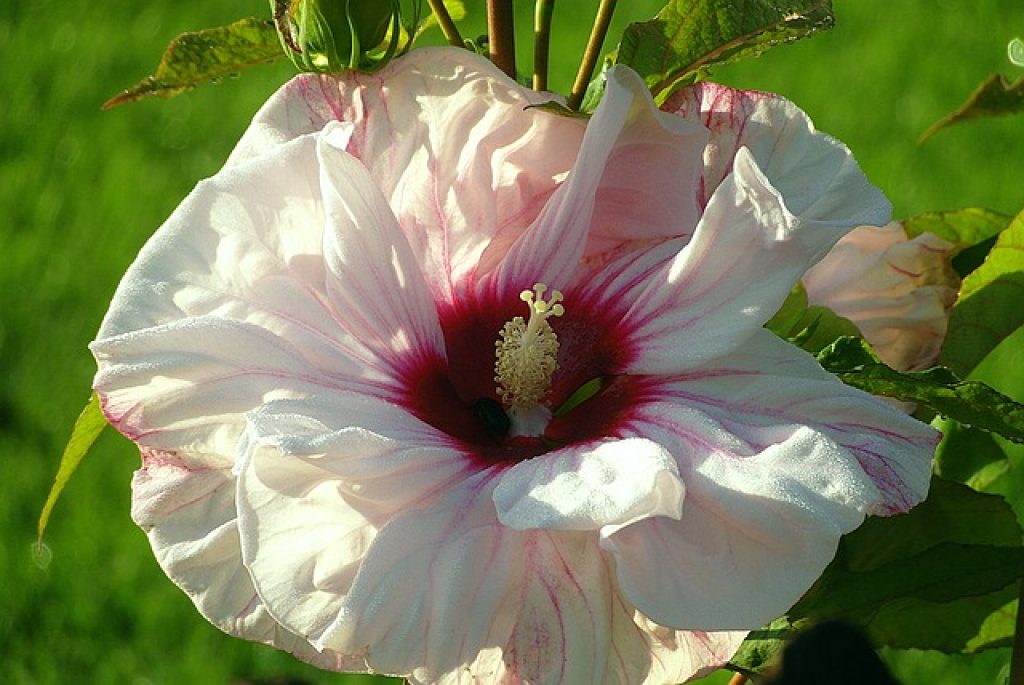 fem växter som tål sol och värme utomhus hibiskus altandesign