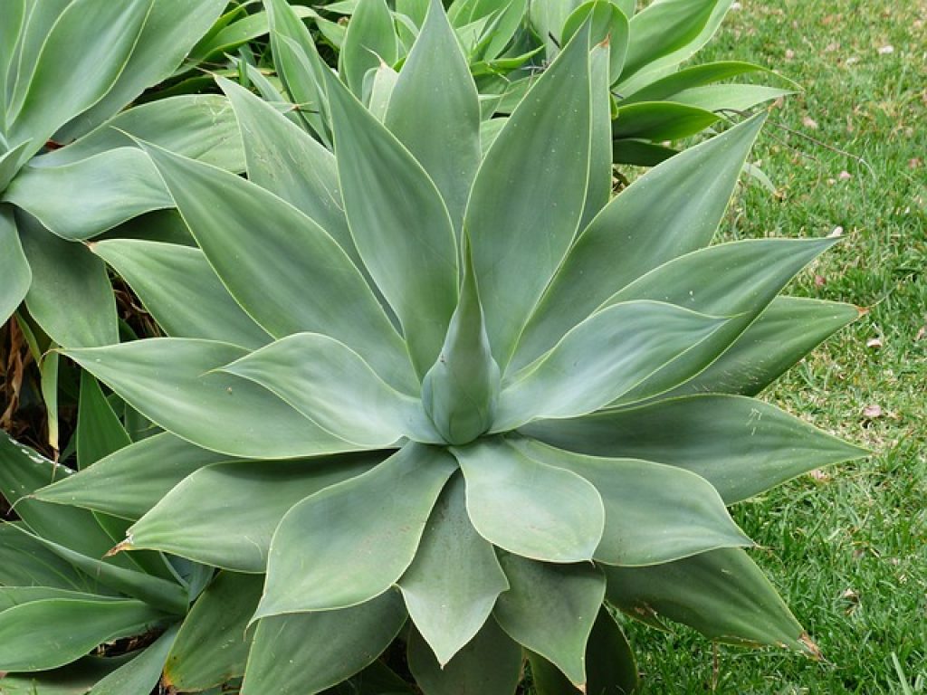 fem växter som tål sol och värme utomhus agave altandesign